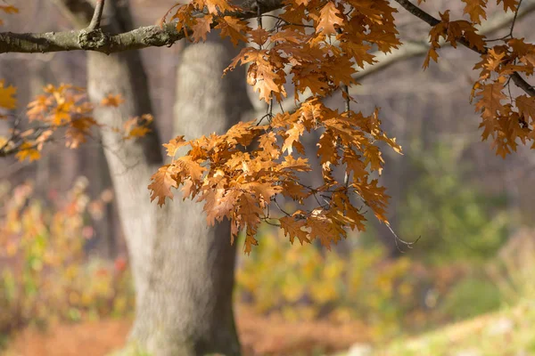 Dubové větve na podzim — Stock fotografie
