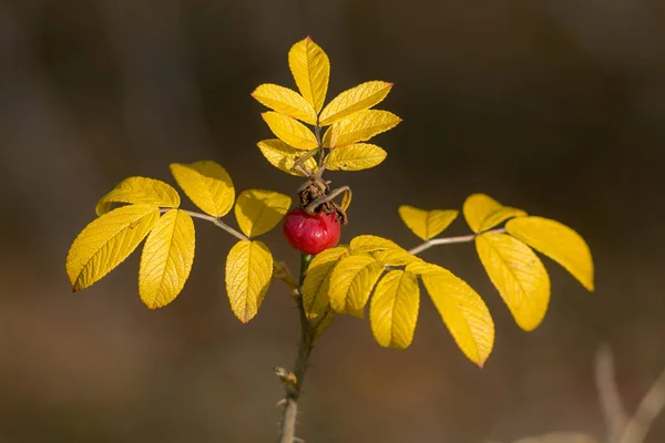 Куст шиповника с жёлтыми листьями — стоковое фото