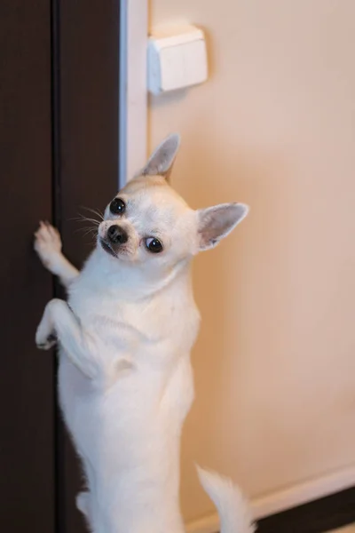 Chihuahua vor der Tür — Stockfoto