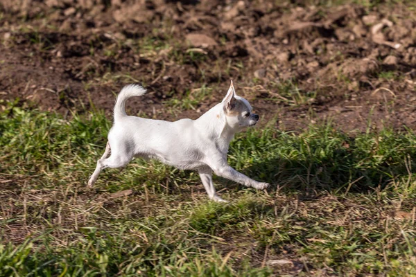 Beyaz chihuahua koşuyor. — Stok fotoğraf