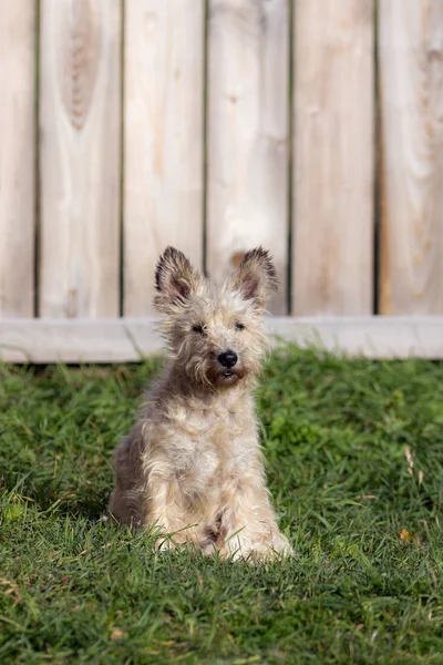 Tahta Çitin Yanındaki Çimlerin Üzerinde Beyaz Tüylü Köpek — Stok fotoğraf