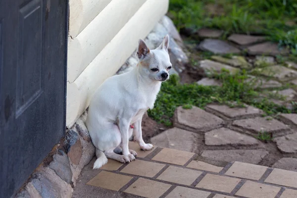 Chihuahua sedí u dveří — Stock fotografie