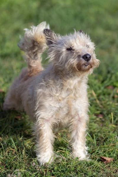 Portrét bílého chlupatého psa — Stock fotografie