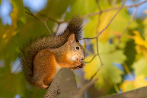 Eichhörnchen frisst eine Mutter — Stockfoto
