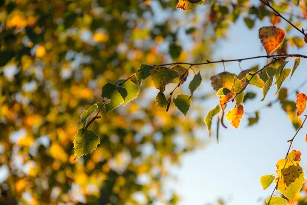 秋の白樺の枝 — ストック写真