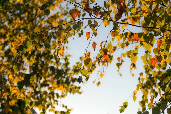 Fogliame di betulle di autunno — Foto Stock