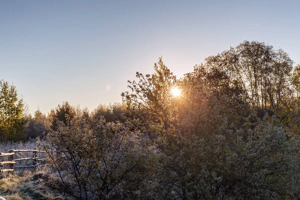 Piante in hoarfrost in una fredda mattina d'autunno — Foto Stock