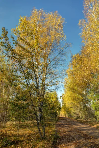 Осенний пейзаж с грунтовой дорогой — стоковое фото