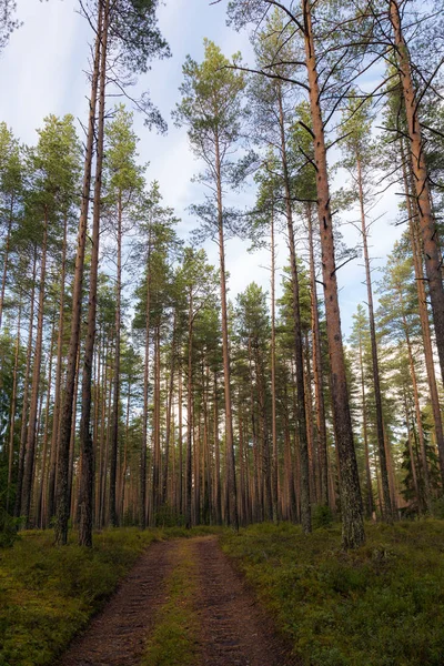 Krajobraz w sosnowym lesie — Zdjęcie stockowe