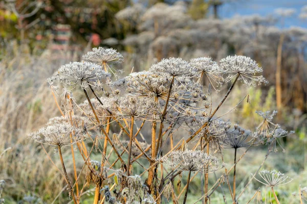 Hogweed in hoarfrost — Stok fotoğraf