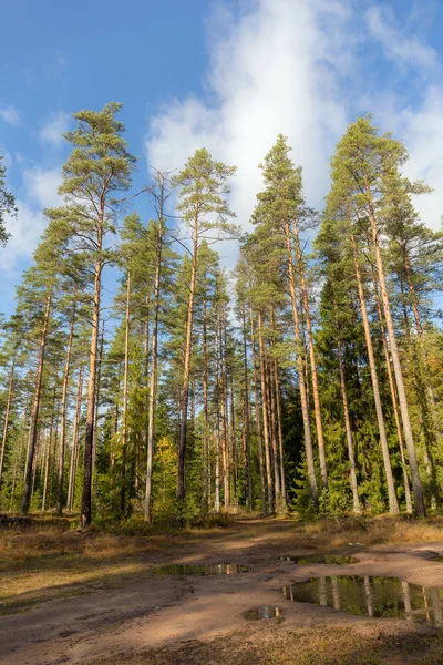 Landscape in a pine forest — Stock Photo, Image