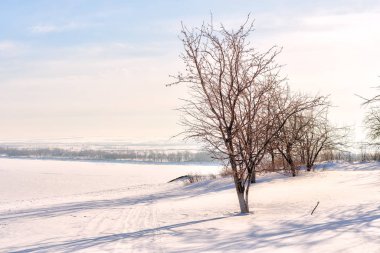 ağaçlar ön planda
