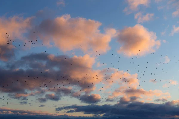 Flock måsar i luften — Stockfoto