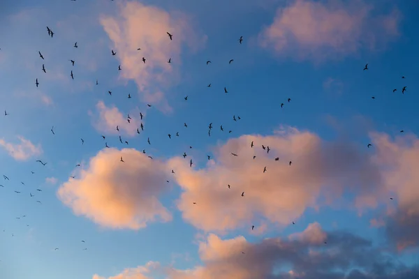 flight against the evening sky