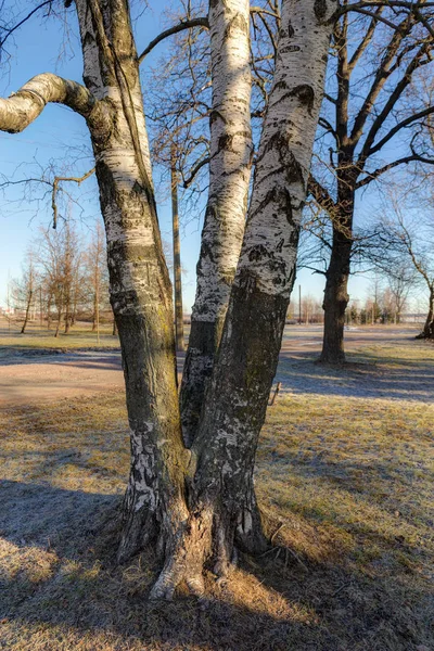 Berkenbomen in voorjaar park — Stockfoto