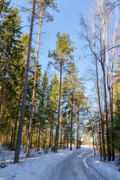 Грунтовая дорога в зимнем лесу — стоковое фото