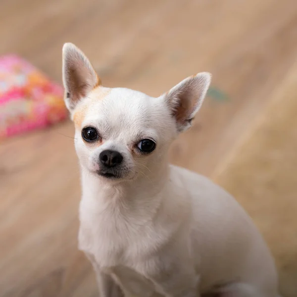 Chihuahua närbild — Stockfoto