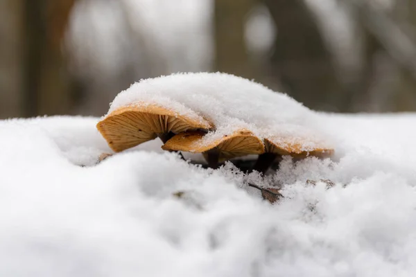 Mushrooms under the snow — Stockfoto