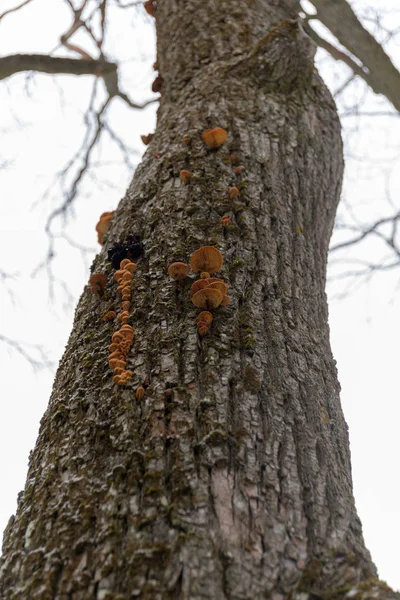 Small mushrooms on a tree trunk — Stock Photo, Image