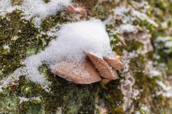 oyster mushrooms under snow