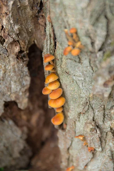 Piccoli funghi su un tronco d'albero — Foto Stock