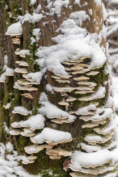 Polypore su un tronco d'albero — Foto Stock