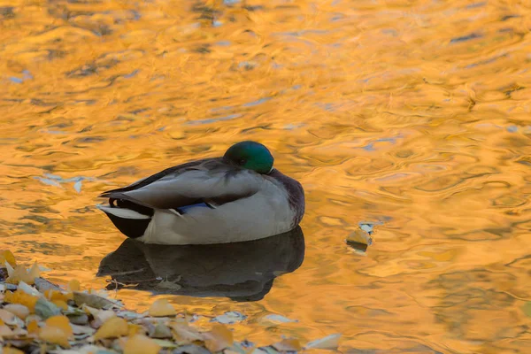 Anatra in acqua — Foto Stock