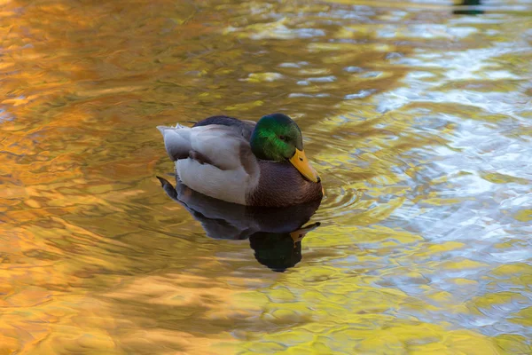 Anatra nuotatrice in acqua — Foto Stock