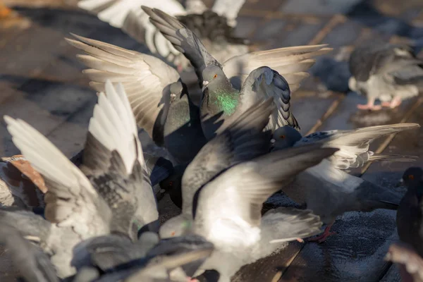 Kudde van Pigeon — Stockfoto