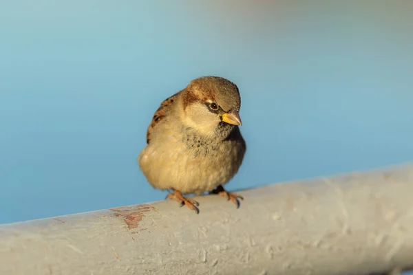 Portrait of a curious sparrow — Stock Photo, Image