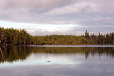bir orman göl manzara