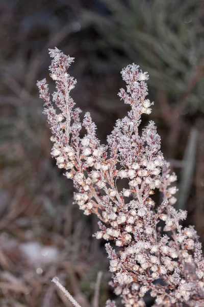 Plant in hoarfrost after freezing — Stock Photo, Image