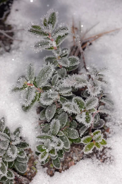 Planten met groene bladeren — Stockfoto