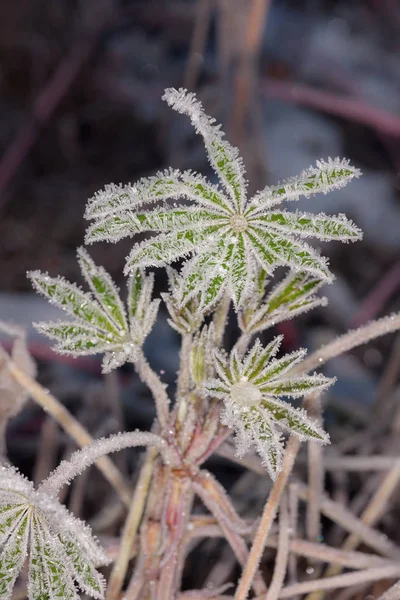 Green leaves in hoarfrost after autumn frost — Stockfoto