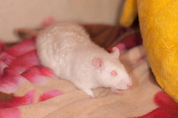 Witte tamme rat close-up — Stockfoto