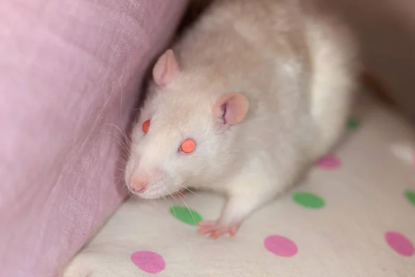 Retrato de um rato doméstico branco — Fotografia de Stock