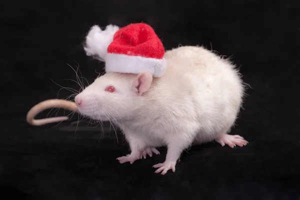 White domestic rat closeup — Stock Photo, Image