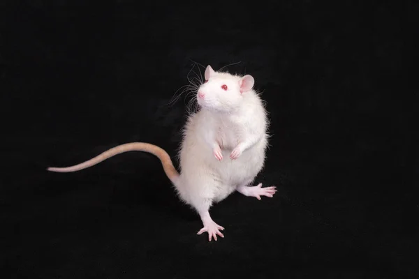 White standing domestic rat — 스톡 사진