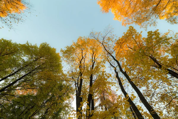 Gebladerte van herfst bomen — Stockfoto