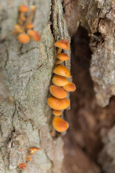 Funghi su un tronco d'albero primo piano — Foto Stock