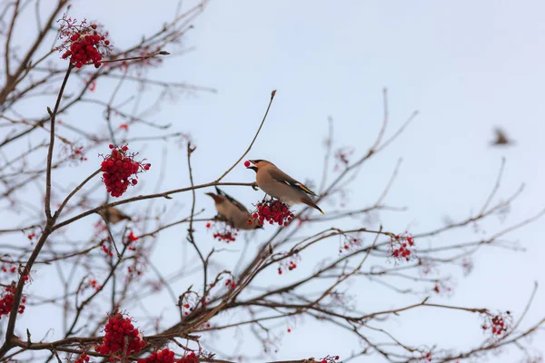 Waxwings on a rowan tree — стоковое фото