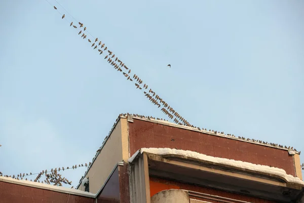 Vaxvingar på husets tak — Stockfoto