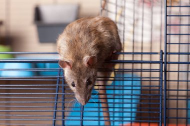 kahverengi meraklı yerli sıçan