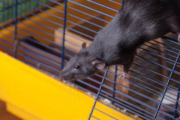 Чёрная любопытная домашняя крыса — стоковое фото