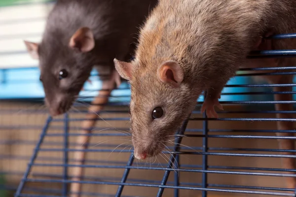 Két hazai patkány — Stock Fotó