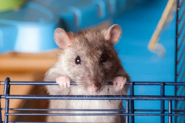 Bruin nieuwsgierig huisdier rat closeup — Stockfoto