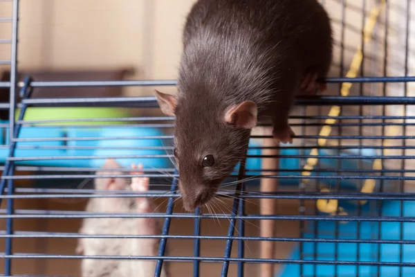 Negro doméstico rata primer plano —  Fotos de Stock