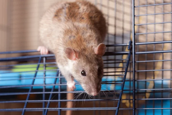 Brown domestic rat in a cage — Stock Photo, Image