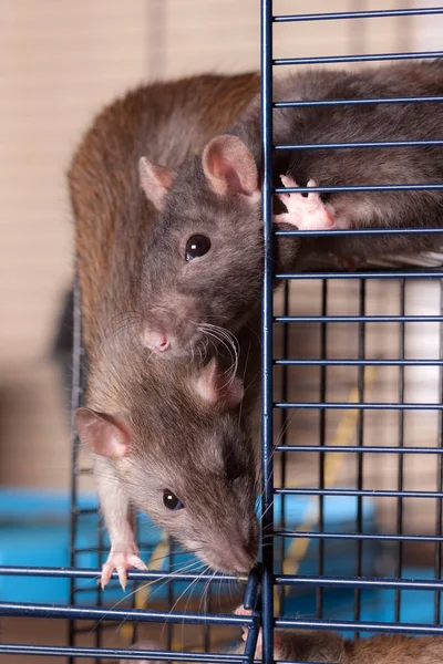 Twee tamme ratten in een kooi — Stockfoto