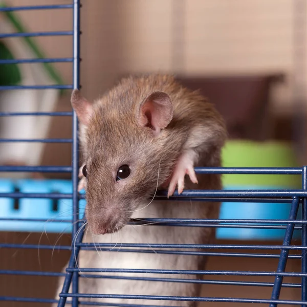 Rato Doméstico Uma Jaula Perto — Fotografia de Stock